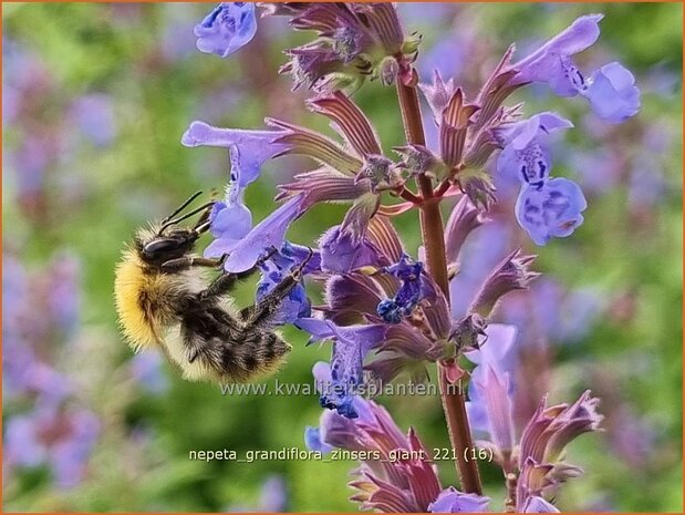 Nepeta grandiflora 'Zinser's Giant' | Kattenkruid | Großblütige Katzenminze