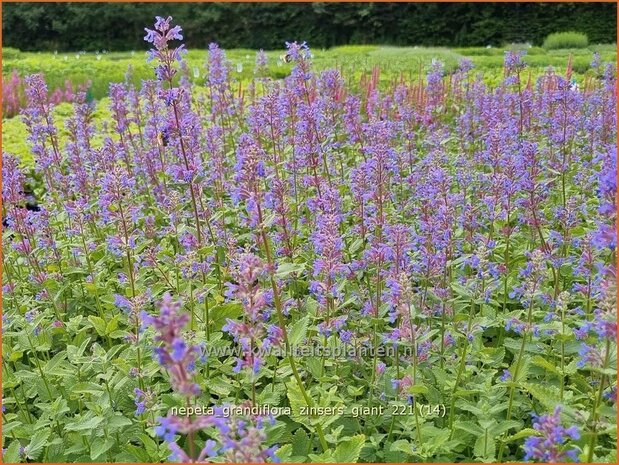 Nepeta grandiflora 'Zinser's Giant' | Kattenkruid | Großblütige Katzenminze