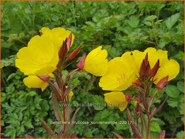Oenothera fruticosa 'Sonnenwende' | Teunisbloem | Strauchige Nachtkerze