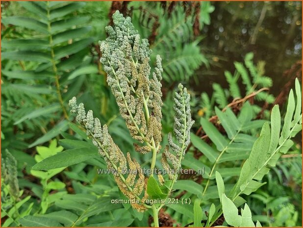 Osmunda regalis | Koningsvaren | Gewöhnlicher Rispenfarn