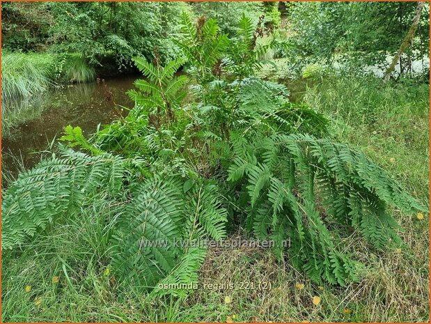 Osmunda regalis | Koningsvaren | Gewöhnlicher Rispenfarn