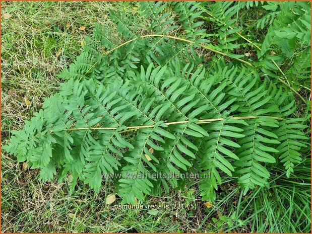 Osmunda regalis | Koningsvaren | Gewöhnlicher Rispenfarn