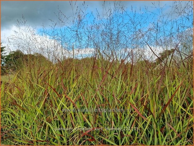 Panicum virgatum 'Kurt Bluemel' | Vingergras, Parelgierst | Rutenhirse