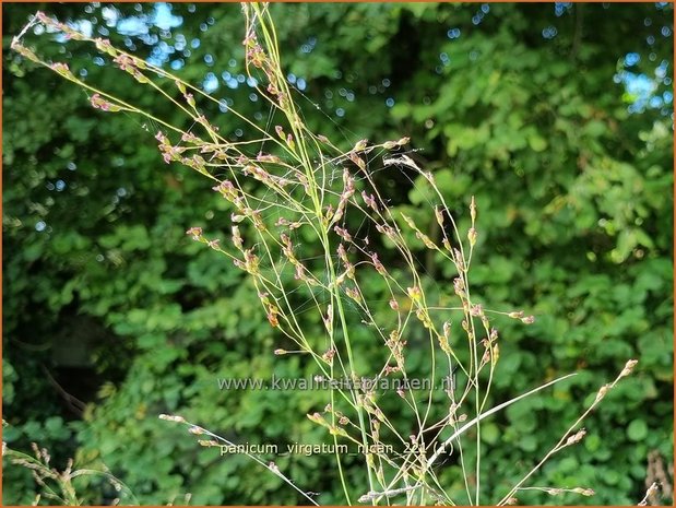 Panicum virgatum &#39;Nican&#39; | Vingergras, Parelgierst | Rutenhirse