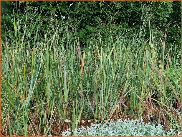 Panicum virgatum &#39;Nican&#39; | Vingergras, Parelgierst | Rutenhirse