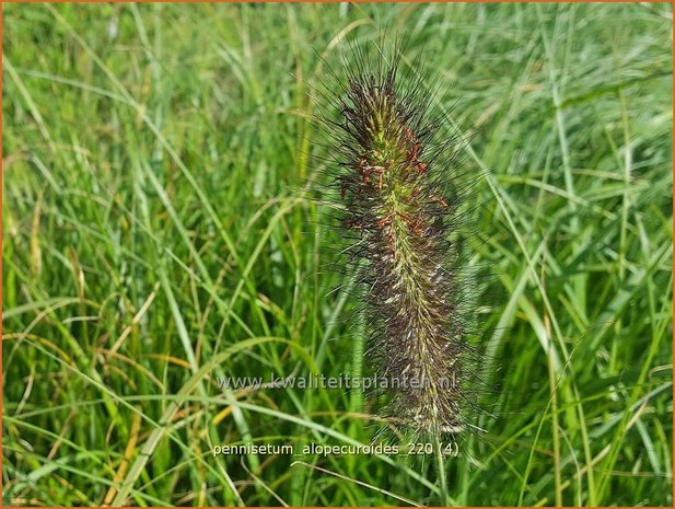 Pennisetum alopecuroides | Breed lampenpoetsersgras, Borstelveergras, Lampenpoetsersgras | Lampenputzergras