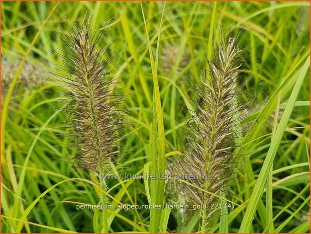 Pennisetum alopecuroides 'Hameln Gold' | Breed lampenpoetsersgras, Borstelveergras, Lampenpoetsersgras | Lampen
