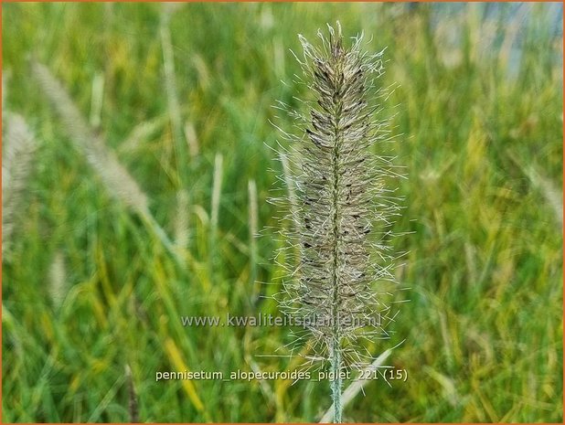 Pennisetum alopecuroides 'Piglet' | Breed lampenpoetsersgras, Borstelveergras, Lampenpoetsersgras | Lampenputze