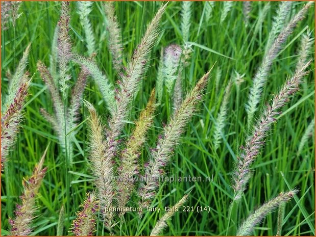 Pennisetum 'Fairy Tails' | Lampenpoetsersgras, Borstelveergras | Federborstengras