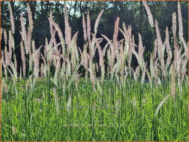 Pennisetum 'Fairy Tails' | Lampenpoetsersgras, Borstelveergras | Federborstengras