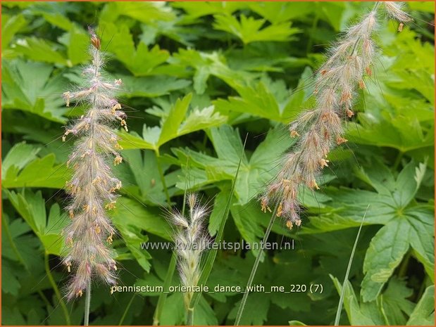 Pennisetum orientale 'Dance With Me' | Lampenpoetsersgras, Borstelveergras | Orientalisches Lampenputzergras