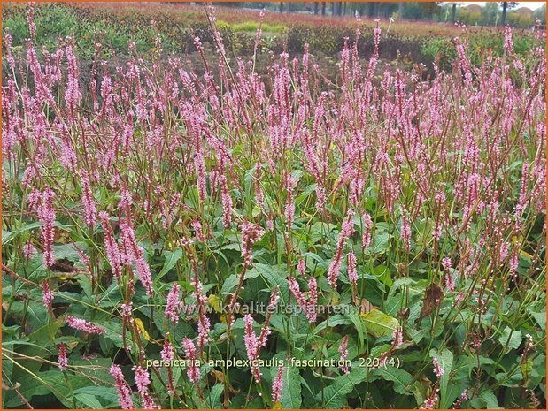 Persicaria amplexicaulis 'Fascination' | Doorgroeide duizendknoop, Adderwortel, Duizendknoop | Kerzenkn&ouml;terich