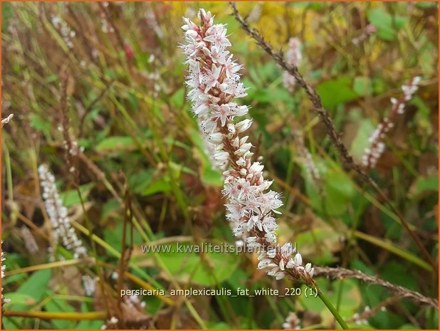 Persicaria amplexicaulis 'Fat White' | Doorgroeide duizendknoop, Adderwortel, Duizendknoop | Kerzenknöterich