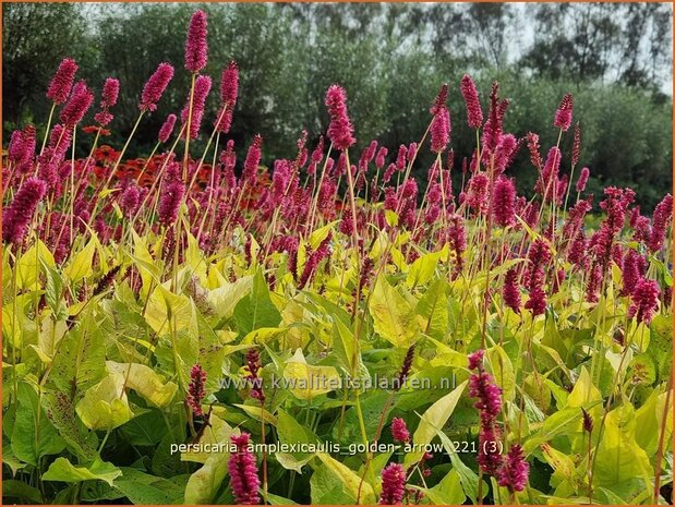 Persicaria amplexicaulis 'Golden Arrow' | Doorgroeide duizendknoop, Adderwortel, Duizendknoop | Kerzenkn&ouml;teric