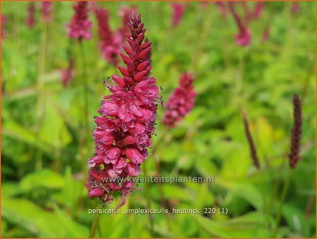 Persicaria amplexicaulis 'Heutinck' | Doorgroeide duizendknoop, Adderwortel, Duizendknoop | Kerzenkn&ouml;terich