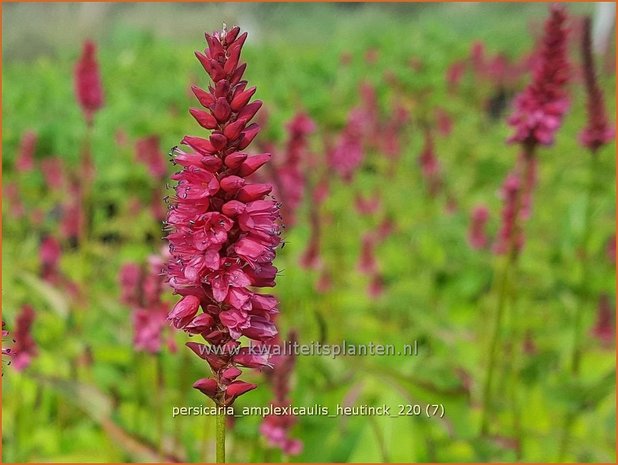 Persicaria amplexicaulis 'Heutinck' | Doorgroeide duizendknoop, Adderwortel, Duizendknoop | Kerzenkn&ouml;terich