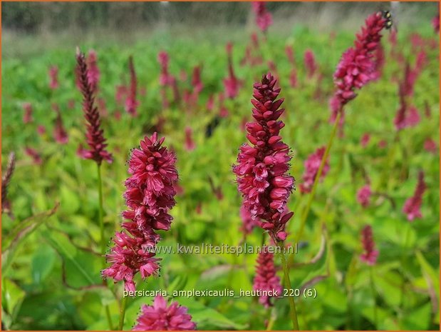 Persicaria amplexicaulis 'Heutinck' | Doorgroeide duizendknoop, Adderwortel, Duizendknoop | Kerzenkn&ouml;terich
