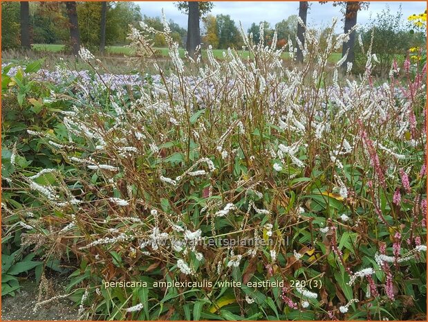 Persicaria amplexicaulis &#39;White Eastfield&#39; | Doorgroeide duizendknoop, Adderwortel, Duizendknoop | Kerzenknöte