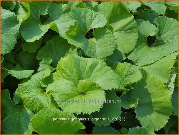 Petasites japonicus &#39;Giganteus&#39; | Japans hoefblad, Allemansverdriet, Pestwortel, Hoefblad | Japanische Pestwurz