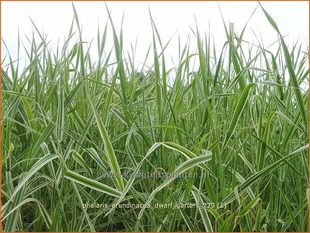 Phalaris arundinacea &#39;Dwarf Garters&#39; | Rietgras, Kanariegras | Rohrglanzgras