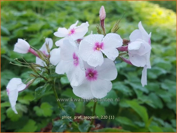 Phlox &#39;Green Lion&#39; | Hoge vlambloem, Vlambloem, Flox, Floks | Hohe Flammenblume