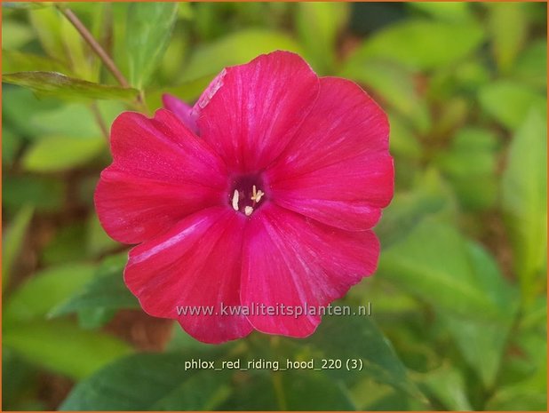 Phlox &#39;Red Riding Hood&#39; | Hoge vlambloem, Vlambloem, Flox, Floks | Hohe Flammenblume