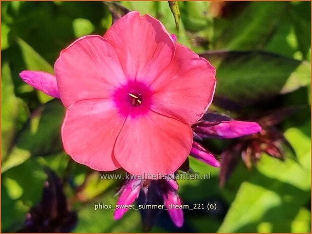 Phlox &#39;Sweet Summer Dream&#39; | Hoge vlambloem, Vlambloem, Flox, Floks | Hohe Flammenblume