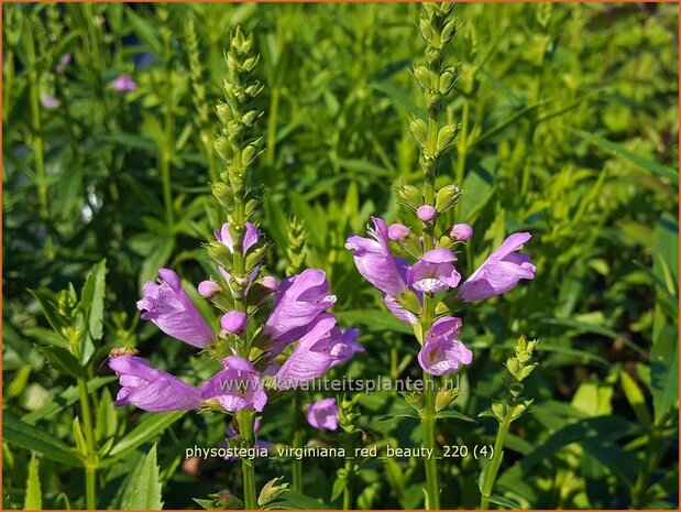 Physostegia virginiana &#39;Red Beauty&#39; | Scharnierbloem | Gelenkblume