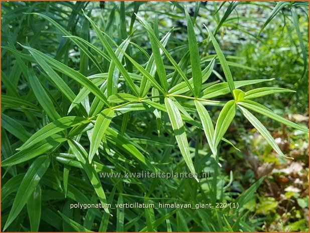 Polygonatum verticillatum 'Himalayan Giant' | Kranssalomonszegel, Salomonszegel | Quirlbl&auml;ttrige Wei&szlig;wurz