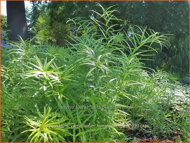 Polygonatum verticillatum 'Himalayan Giant' | Kranssalomonszegel, Salomonszegel | Quirlbl&auml;ttrige Wei&szlig;wurz