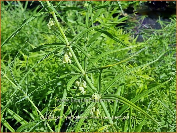 Polygonatum verticillatum 'Himalayan Giant' | Kranssalomonszegel, Salomonszegel | Quirlbl&auml;ttrige Wei&szlig;wurz