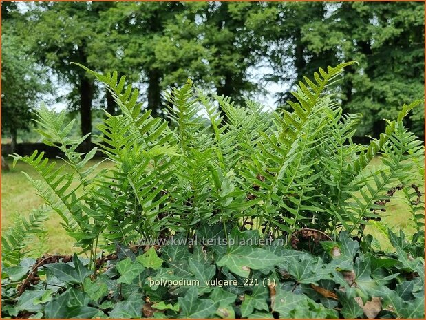 Polypodium vulgare | Gewone eikvaren, Eikvaren | Engelsüß