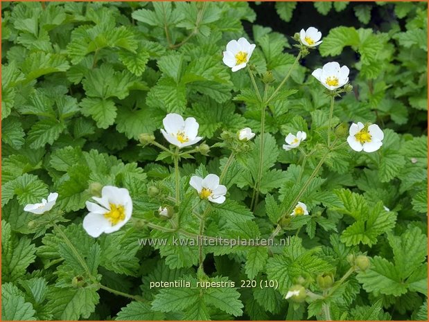 Potentilla rupestris | Rotsganzerik | Felsen-Fingerkraut