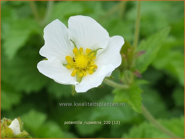 Potentilla rupestris | Rotsganzerik | Felsen-Fingerkraut