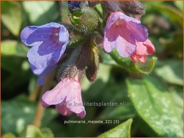 Pulmonaria 'Majest&eacute;' | Longkruid | Lungenkraut