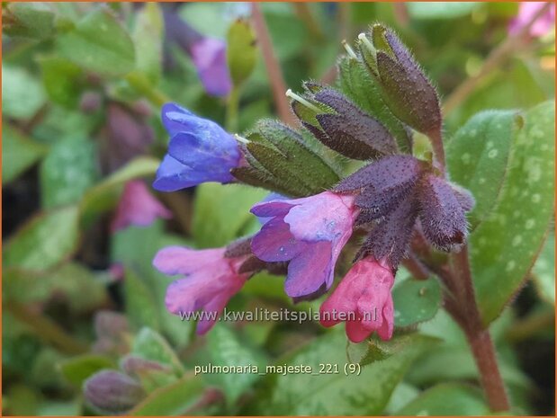 Pulmonaria 'Majest&eacute;' | Longkruid | Lungenkraut