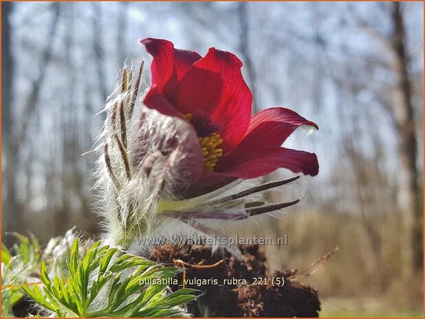 Pulsatilla vulgaris &#39;Rubra&#39; | Wildemanskruid | Gewöhnliche Kuhschelle