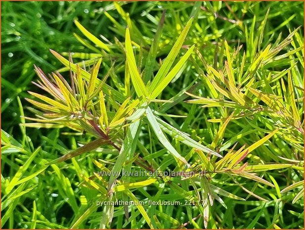 Pycnanthemum flexuosum | Ranke bergmunt, Bergmunt | Dünnblättrige Scheinbergminze