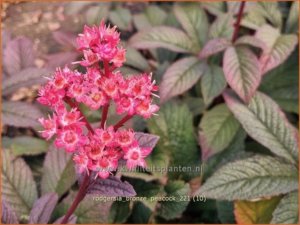 Rodgersia 'Bronze Peacock' | Schout-bij-nacht, Kijkblad | Schaublatt