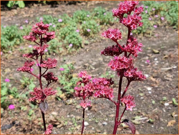 Rodgersia 'Bronze Peacock' | Schout-bij-nacht, Kijkblad | Schaublatt