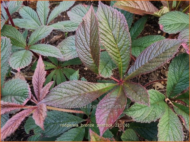 Rodgersia 'Bronze Peacock' | Schout-bij-nacht, Kijkblad | Schaublatt
