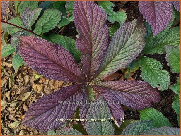 Rodgersia 'Bronze Peacock' | Schout-bij-nacht, Kijkblad | Schaublatt