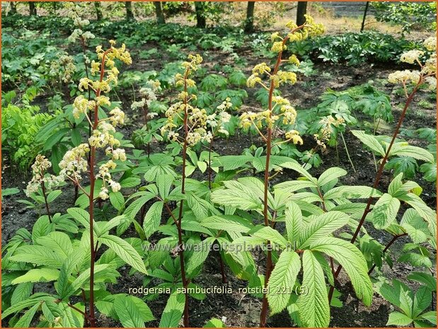 Rodgersia sambucifolia 'Rotstiel' | Schout-bij-nacht, Kijkblad | Holunderbl&auml;ttriges Schaublatt