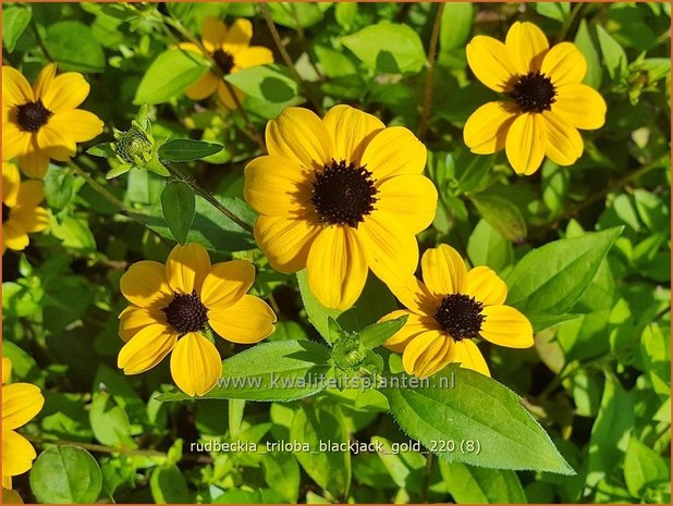 Rudbeckia triloba &#39;Blackjack Gold&#39; | Zonnehoed | Dreilappiger Sonnenhut