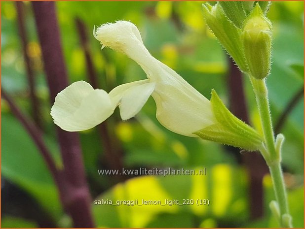 Salvia greggii 'Lemon Light' | Herfstsalie, Salie, Salvia | Herbst-Strauch-Salbei | Autumn Sage
