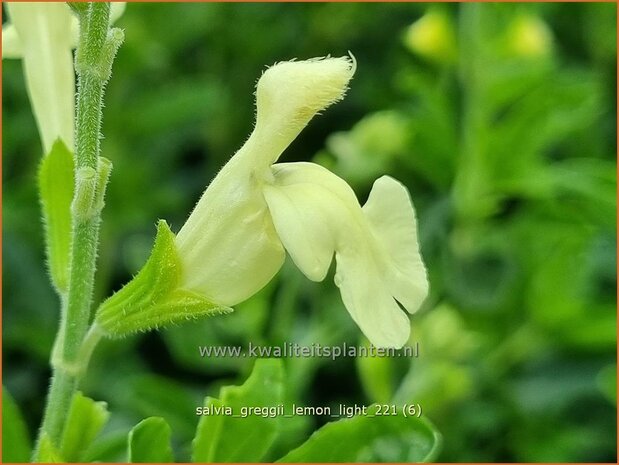 Salvia greggii 'Lemon Light' | Herfstsalie, Salie, Salvia | Herbst-Strauch-Salbei | Autumn Sage