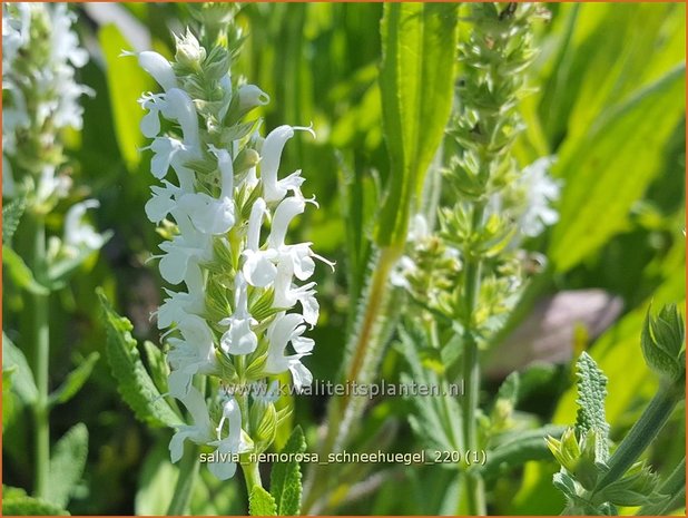 Salvia nemorosa 'Schneehügel' | Bossalie, Salie, Salvia | Steppensalbei