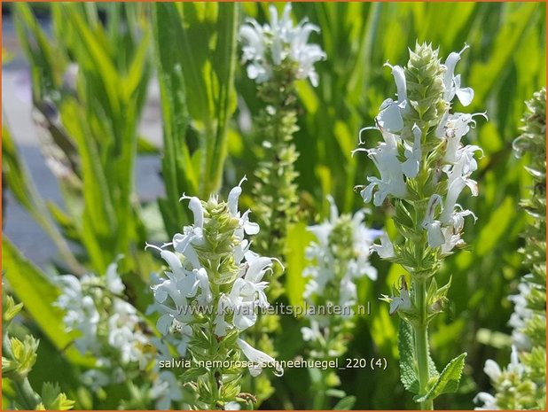 Salvia nemorosa 'Schneehügel' | Bossalie, Salie, Salvia | Steppensalbei