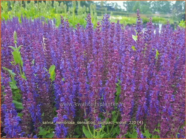 Salvia nemorosa &#39;Sensation Compact Violet&#39;
