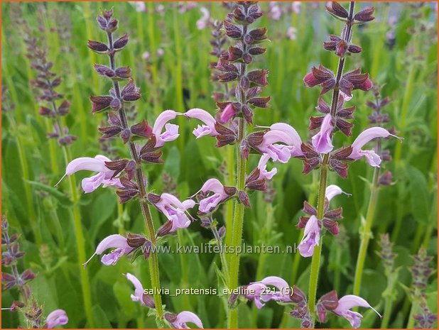 Salvia pratensis &#39;Eveline&#39; | Veldsalie, Salie, Salvia | Wiesen-Salbei